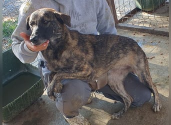 ♥MABLE♥ wunderschöne braun gestromte, ganz liebe, anfangs noch etwas vorsichtige Junghündin 47 cm