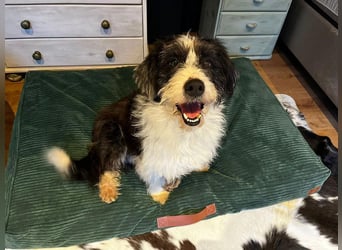 ♥OLE♥ neu auf Pflegestelle bei Köln - süßer, unkomplizierter, lieber Rüde mit tollem Charakter 45cm