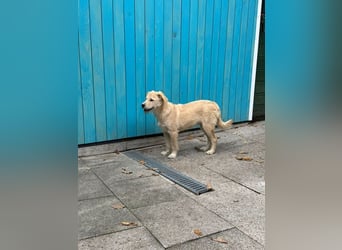 ♥BARNY♥ auf Pflegestelle bei Köln - zuckersüßer, anfangs noch vorsichtiger, verspielter Bub 44 cm