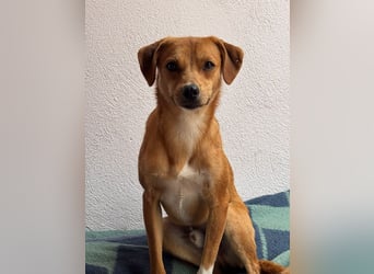 ♥PUMUCKL♥ auf Pflegestelle in Köln - zuckersüßer, kluger, sensibler, vorsichtiger Junghund 41 cm