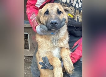 ♥ELVIS♥er bringt alles mit,was man sich wünschen kann: ruhig, sehr menschenbezogenen, liebevoll 48cm