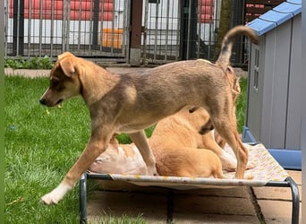 ♥HENRY♥ auf Pflegestelle bei Köln - zuckersüßer kleiner Sonnenschein 46 cm (wachsend)