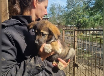 ♥ALISON♥ bezaubernde, verschmuste Junghündin voller Lebensfreude 49 cm