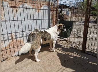 ♥SALLY♥ bildhübsche, ausgesprochene temperamentvolle und ganz menschenbezogene Hündin 46 cm
