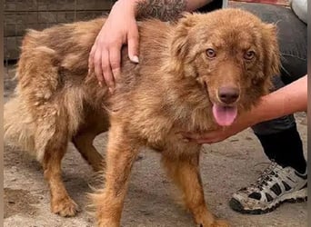 ♥BRUNJA♥ ab 27. Jun auf Pflegest bei Leverkusen - menschenbezogene und liebenswerte Junghündin 45cm