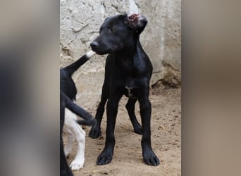 HARRY, zauberhafter Welpe, 5 Monate, 36 cm, Mischling, Tierschutz Rumänien