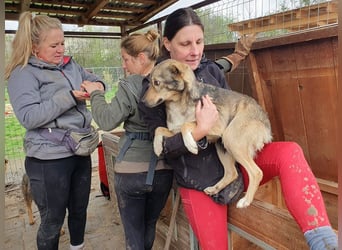 ♥LUMI♥ süßer, ganz lieber Rüde, der im Tierheim sehr viel Angst hat 47 cm
