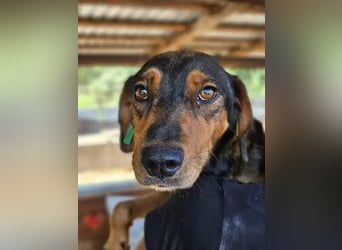 ♥GAROU♥ wunderschöner rotbraun-schwarzer, anhänglicher Rüde mit unglaublicher Lebensfreude 50 cm