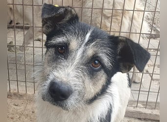 ♥FRIDO♥ süßer, hübscher, neugieriger Hundejunge mit terrierähnlichem Aussehen 49 cm