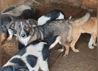 ♥CLARA♥ niedliche, verspielte Junghündin, die aktuell zu dünn ist ca. 48 cm