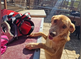 ♥SANTOS♥ anhänglicher, fröhlicher, aktiver, ganz toller Rüde 44 cm