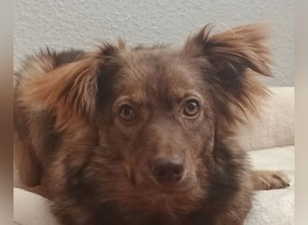 ♥BRUNJA♥ verliert ihr Zuhause bei Köln - ganz menschenbezogene, aktive Junghündin 45cm