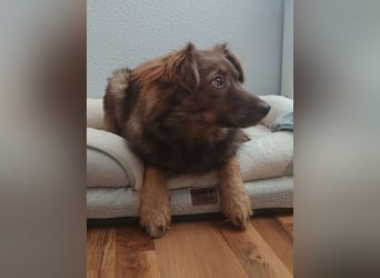 ♥BRUNJA♥ verliert ihr Zuhause bei Köln - ganz menschenbezogene, aktive Junghündin 45cm