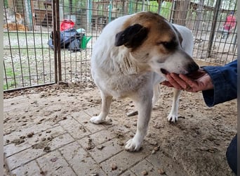 ♥MONTANA♥ süße, unkomplizierte, liebe, ruhige Hündin, die schon 2 Jahre im Tierheim wartet 49 cm