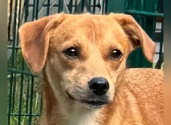 ♥PUMUCKL♥ auf Pflegestelle in Köln - zuckersüßer, kluger, sensibler, vorsichtiger Junghund 41 cm