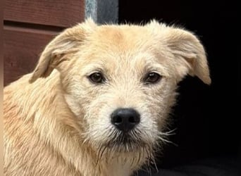 ♥BARNY♥ auf Pflegestelle bei Köln - zuckersüßer, anfangs noch vorsichtiger, verspielter Bub 44 cm