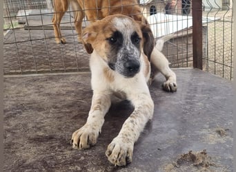 ♥MIRCO♥ wunderschöner tricolor-farbener, aufgeschlossener, verspielter Jungrüde - wird mittelgroß