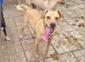 ♥FOXY♥ ganz lieber, fröhlicher, goldfarbener Blitz, der noch nie in Freiheit toben durfte 48 cm