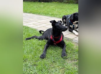 ♥SHADOW♥ verliert sein Zuhause bei Köln - süßer, verschmuster und temperamentvoller Junior 49cm