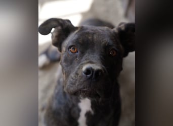 ⭐️ALBA⭐️, Knutschkugel, Cane-Corso-Mix, 49 cm, 1 Jahr, Tierschutz Rumänien