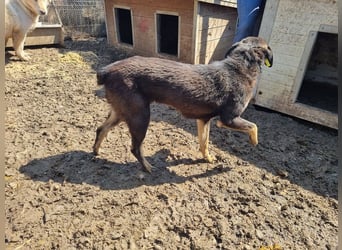 ♥SAFARI♥ sehr menschenbezogener, verschmuster Schatz,der so gar nichts im Tierheim verloren hat 49cm