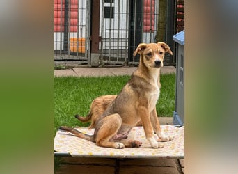 ♥HENRY♥ auf Pflegestelle bei Köln - zuckersüßer kleiner Sonnenschein 46 cm (wachsend)