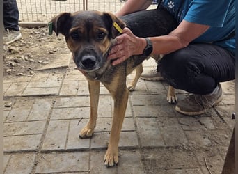 ♥BEN♥ Traumhund mit wundervollem Charakter, der auf seine Menschen wartet 49 cm