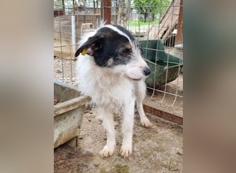 ♥FLORENCE♥ ab 9. Mai auf Pflegestelle bei Köln - bezaubernde, anfangs noch vorsichtige Hündin 48cm