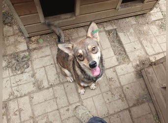 ♥NASIRA♥ fröhliche, verschmuste und aufgeschlossene Hundedame 50 cm