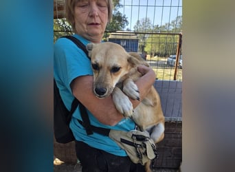 ♥CORA♥ elegante, ruhige, feinsinnige Hündin, die in sich ruht 45 cm