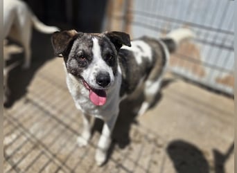 ♥SALLY♥ bildhübsche, ausgesprochene temperamentvolle und ganz menschenbezogene Hündin 46 cm