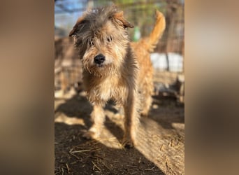 ♥PUMBA♥ hübsche, ruhige, sensible, ganz liebe Hündin mit längerem Fell 47 cm