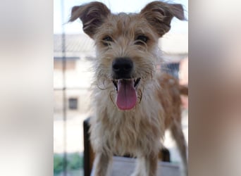 ⭐️GIMPO⭐️, lustiges Hundekind, Rüde, 11 Monate, 40 cm, Mischling, Tierschutz Rumänien