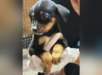 ⭐️Mokka ⭐️, sanfter Welpe, Rüde, 3 Monate, 20 cm (im Wachstum), Mischling, Tierschutz Rumänien