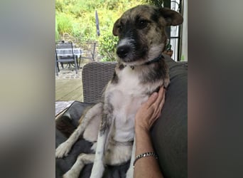 OLIVIA, Traumhündin, 2 Jahre, 50 cm, Pflegestelle 53773, Tierschutz Rumänien