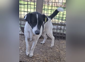 ♥AFRICA♥ zuckersüße, hübsche, noch unsichere Juniorin 42 cm