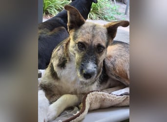 OLIVIA, Traumhündin, 2 Jahre, 50 cm, Pflegestelle 53773, Tierschutz Rumänien