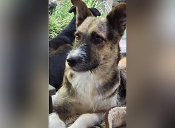 OLIVIA, Traumhündin, 2 Jahre, 50 cm, Pflegestelle 53773, Tierschutz Rumänien