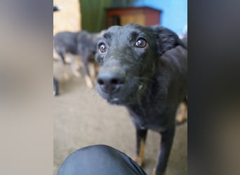 ⭐KÜRA⭐, süße Entdeckerin, 10 Monate, 50 cm, Mischling, Tierschutz Rumänien