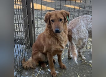 ♥MARIO♥ hübscher roter, ganz lieber, noch zurückhaltender Jungrüde 45 cm