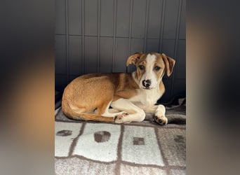 ♥HANJO♥ neu auf Pflegestelle bei Köln - zuckersüßer, sehr zutraulicher Welpe 49cm (wachsend)