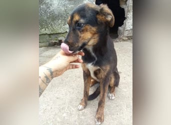 ⭐NARCISA⭐, sanfte Junghündin, 9 Monate, 42 cm, Mischling, Tierschutz Rumänien