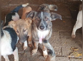 ♥CLARA♥ niedliche, verspielte Junghündin, die aktuell zu dünn ist ca. 48 cm