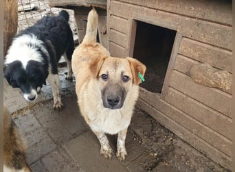 ♥ALESSIA♥ zuckersüße, ganz liebe Junghündin, die viel zu geben hat und kaum etwas erwartet 47 cm