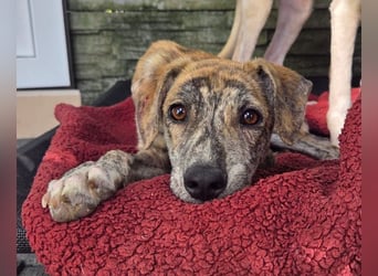 ♥NICKY♥ auf Pflegestelle bei Köln - hübsche, verschmuste, aufgeweckte Juniorin 45 cm