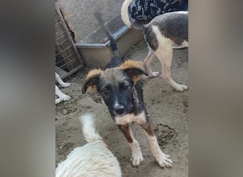 ♥HAZEL♥ wunderschöne, ganz menschenbezogene Herzenshündin - wird mittelgroß