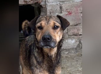 ⭐️ZITA⭐️, treue Seele, Hündin, 4 Jahre, 44 cm, Mischling, Tierschutz Rumänien