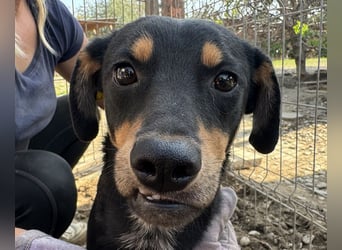 ♥LUBI♥ hübscher, ganz lieber, noch etwas ängstlicher Rüde mit dem süßen Unterbiss 45 cm