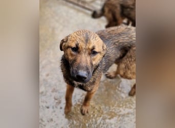 ♥MARIOLA♥ zuckersüße, liebe, noch etwas unsichere Hündin 46 cm