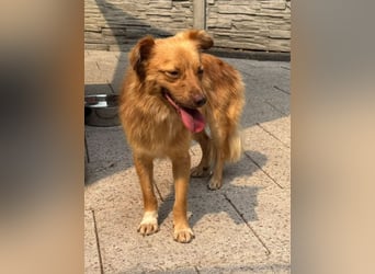 ♥MANOLO♥ neu auf Pflegestelle bei Köln - süßer, knuffiger, aufgeweckter Junghund 44 cm